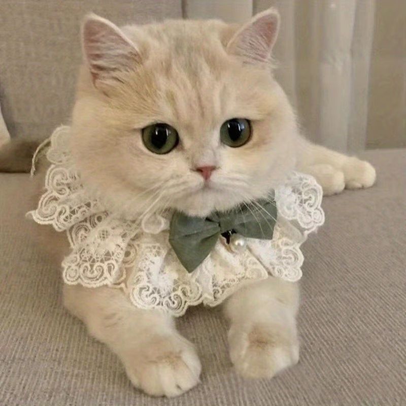 Lace Bow Cat Collar – Burgundy, S