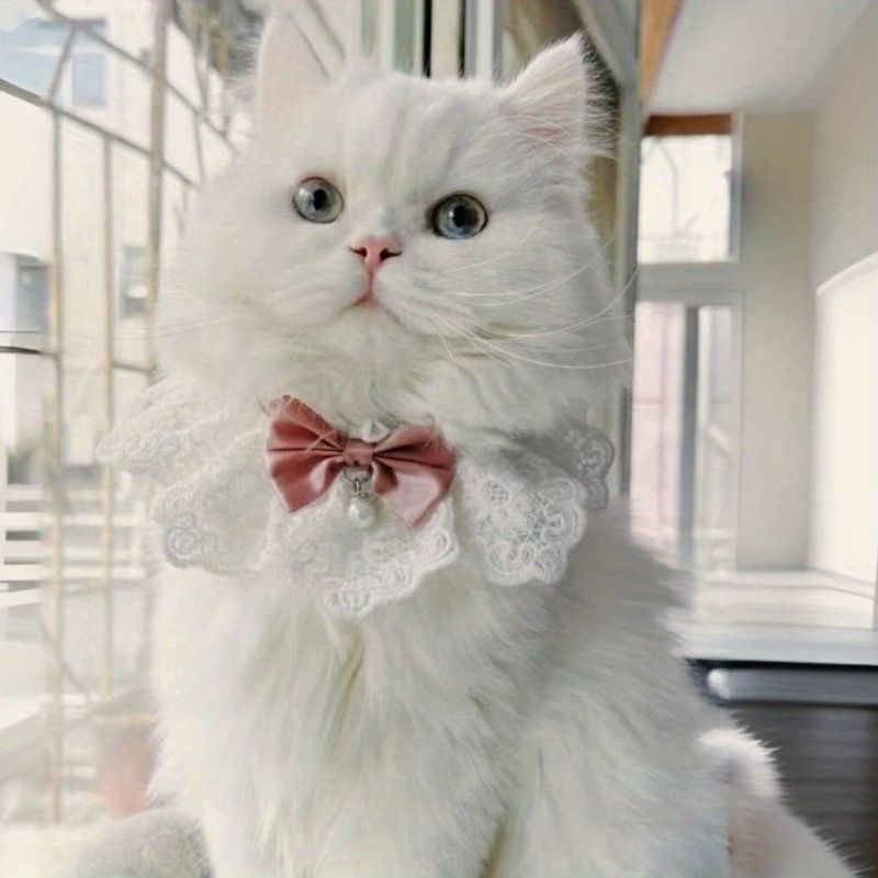 Lace Bow Cat Collar – Burgundy, S