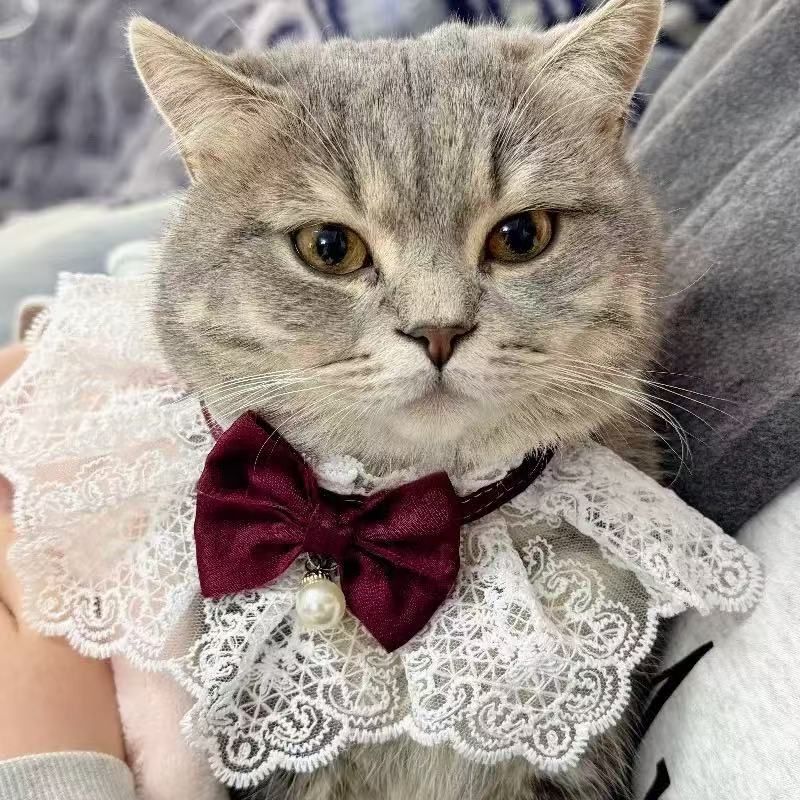Lace Bow Cat Collar – Burgundy, S