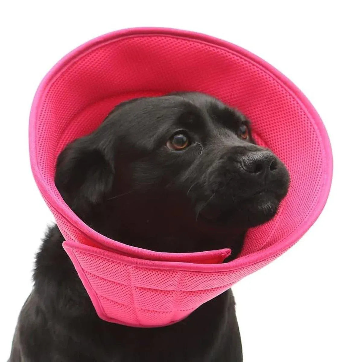 Pet Recovery Cone (E-Collar) – Grey, Size 2