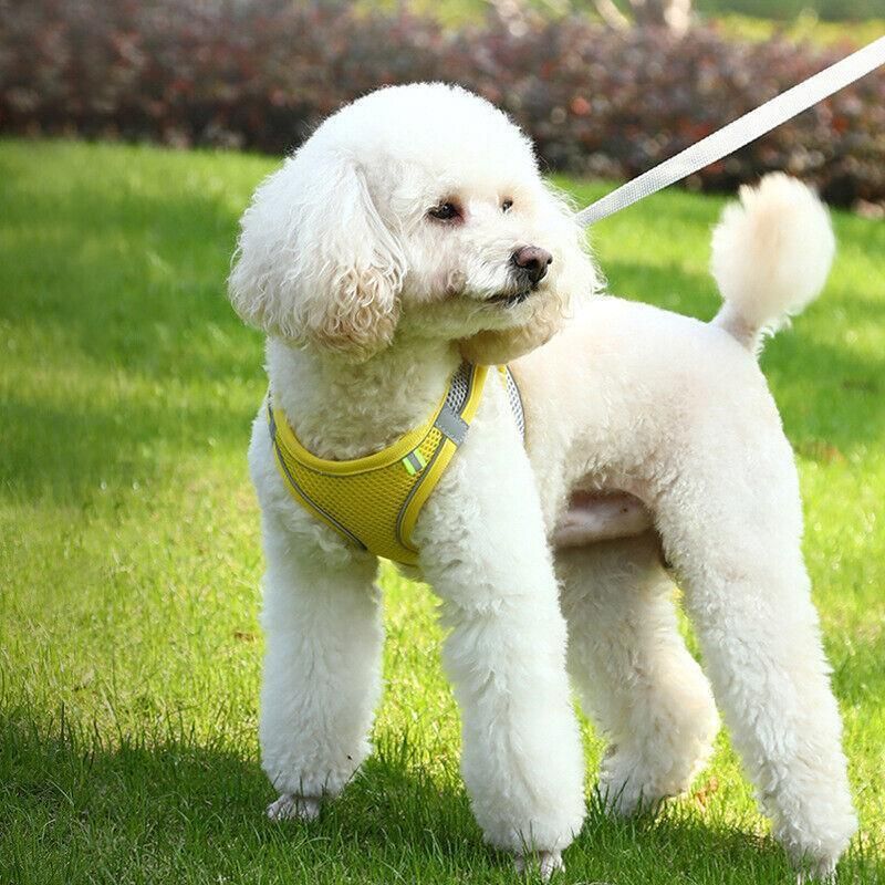 Reflective Dog Harness & Leash Set – Yellow, L